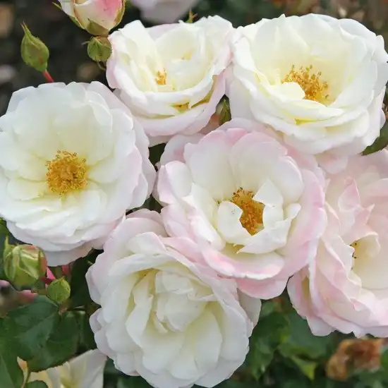 Trandafiri Floribunda - Trandafiri - Eisprinzessin ® - 